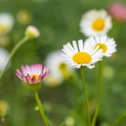 Bio Spanisches Gänseblümchen 'Blütenmeer' Weiß, Topf-Ø 11 Cm, 3er-Set 12 Bio Spanisches Gänseblümchen 'Blütenmeer' Weiß, Topf-Ø 11 Cm, 3er-Set -Lechij Verkaufe 0319100311 Erigeron karvinsk Bluetenmeer 2 125716