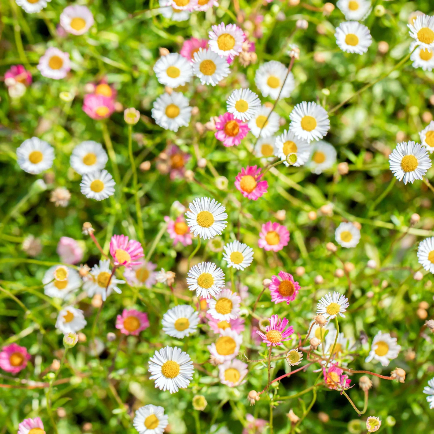 Bio Spanisches Gänseblümchen 'Blütenmeer' Weiß, Topf-Ø 11 Cm, 3er-Set 3 Bio Spanisches Gänseblümchen 'Blütenmeer' Weiß, Topf-Ø 11 Cm, 3er-Set