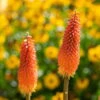 Bio Fackellilie Orange-rot, Topf-Ø 11 Cm, 3er-Set -Lechij Verkaufe 0319100351 Kniphofia uvaria orange 83089