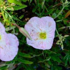 Bio Nachtkerze 'Siskiyou Pink' Rosa, Topf-Ø 11 Cm, 3er-Set -Lechij Verkaufe 0319100368 Navhtkerze Oenothera speciosa Siskiyou Pink 3 112334