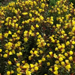 Bio Nachtkerze Goldgelb, Topf-Ø 11 Cm, 3er-Set -Lechij Verkaufe 0319100369 Oenothera tetragona 2 125710