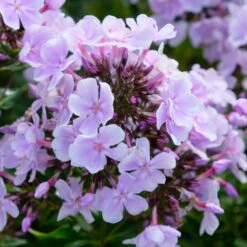 Bio Flammenblume 'Franz Schubert' Hellviolett, Topf-Ø 11 Cm, 3er-Set -Lechij Verkaufe 0319100378 Phlox paniculata Franz Schubert 3er Set 2 113854