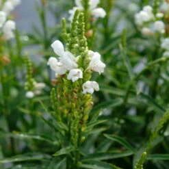 Bio Gelenkblume Weiß, TopfØ 11 Cm, 3er-Set -Lechij Verkaufe 0319100391 Physostegia virginiana weiss 3er Set 3 113916