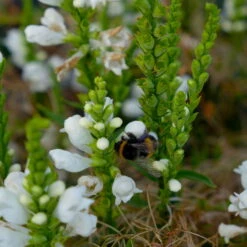 Bio Gelenkblume Weiß, TopfØ 11 Cm, 3er-Set -Lechij Verkaufe 0319100391 Physostegia virginiana weiss 3er Set 6 113917