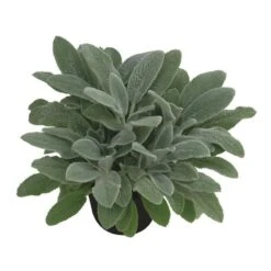 Bio Woll-Ziest 'Silver Carpet' Rosa-violett, Topf-Ø 11 Cm, 3er-Set -Lechij Verkaufe 0319100408 Stachys byzantina Silver Carpet 1 125720