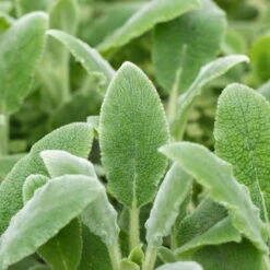 Bio Woll-Ziest 'Silver Carpet' Rosa-violett, Topf-Ø 11 Cm, 3er-Set -Lechij Verkaufe 0319100408 Stachys byzantina Silver Carpet 2 125719