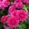 Bio Winteraster, Rosa/pink Topf-Ø 11 Cm, 3er-Set -Lechij Verkaufe 0319100462 Chrysanthemum hortorum rosa 3er Set Koelle Bio T11 WS 95192