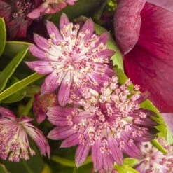 Bio Sterndolde 'Rubra' Pink/rosa, Topf-Ø 11 Cm, 3er-Set -Lechij Verkaufe 0319100477 Astrantia major Rubra 3er Set 2 110646