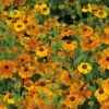 Bio Sonnenbraut 'Waltraut' Orange-gelb, Topf-Ø 11 Cm, 3er-Set -Lechij Verkaufe 0319100485 Helenium cult Waltraud 3er Set 107670
