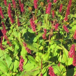 Bio Kerzen-Knöterich 'JS Caliente' Dunkelrot, Topf-Ø 11 Cm, 3er-Set -Lechij Verkaufe 0319100501 Bistorta amplex JS Calliente 3er Set rot 2 110648