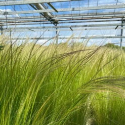 Bio Federgras, Topf-Ø 12 Cm, 3er-Set -Lechij Verkaufe 0319100517 Stipa tenuissima Ponytails 3er Set T12 20 122453