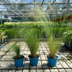 Bio Federgras, Topf-Ø 12 Cm, 3er-Set -Lechij Verkaufe 0319100517 Stipa tenuissima Ponytails 3er Set T12 4 122454