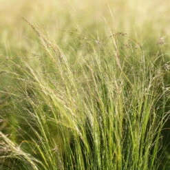 Bio Federgras, Topf-Ø 12 Cm, 3er-Set -Lechij Verkaufe 0319100517 Stipa tenuissima Ponytails 3er Set 2 107950