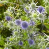 Bio Kleiner Mannstreu 'Blauer Zwerg' Blau, Topf-Ø 9 Cm, 3er-Set -Lechij Verkaufe 0319100537 Eryngium planum Blauer Zwerg 120374