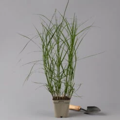 Bio Palmwedel-Segge Rotbraun, Topf-Ø 11 Cm, 3er-Set -Lechij Verkaufe 0319100543 carex muskingumensis 125705