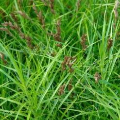 Bio Palmwedel-Segge Rotbraun, Topf-Ø 11 Cm, 3er-Set -Lechij Verkaufe 0319100543 Carex muskingumensis beschnitten 120384