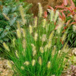 Bio Zwerg-Lampenputzergras 'Little Bunny' Gelblich-braun, Topf-Ø 11 Cm, 3er-Set -Lechij Verkaufe 0319100544 Pennisetum alop Little Bunny 120386