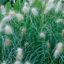 Bio Zwerg-Lampenputzergras 'Little Bunny' Gelblich-braun, Topf-Ø 11 Cm, 3er-Set -Lechij Verkaufe 0319100544 Pennisetum alopecuroides Little Bunny beschnitten 2 120387