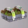 Hauswurz, Im Mix, Topf 7x7 Cm, 2x 6er-Set -Lechij Verkaufe 0319200075 Koelle Sempervivum 2x 6er Set 111628