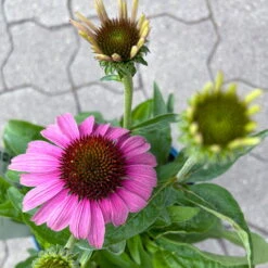 Echinacea Purpurea 'Magnus' Purpurrosa, Topf 3 Liter -Lechij Verkaufe 0320104262 Echinacea purpurea Magnus 3Liter purpurrosa 8 126726
