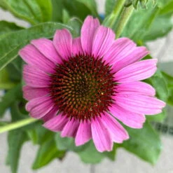 Echinacea Purpurea 'Magnus' Purpurrosa, Topf 3 Liter -Lechij Verkaufe 0320104262 Echinacea purpurea Magnus 3Liter purpurrosa 9 126724