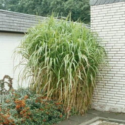 Bio Riesen-Chinaschilf, Topf 5 Liter -Lechij Verkaufe 0320300145 Miscanthus sinensis Giganteus KB 5ltr Cont 34954