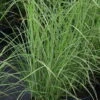 Bio Chinaschilf 'Gracilimus', Topf 5 Liter -Lechij Verkaufe 0320300159 Miscanthus sinensis Gracilimus1 42748