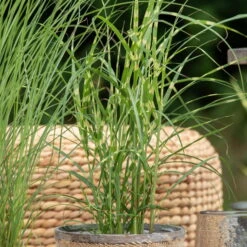 Bio Zebragras 'Zebrinus', Topf 5 Liter -Lechij Verkaufe 0320300264 Miscanthus sin Zebrinus 1 81629