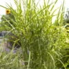 Bio Zebragras 'Zebrinus', Topf 5 Liter -Lechij Verkaufe 0320300264 Miscanthus sin Zebrinus 81626