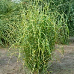 Bio Zebragras 'Zebrinus', Topf 5 Liter -Lechij Verkaufe 0320300264 Miscanthus sin Zebrinus KB 5ltr Cont 34957