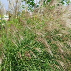 Bio Zebragras 'Little Zebra', Topf 3 Liter -Lechij Verkaufe 0320300423 Miscanthus sin Little Zebra KB 3ltr Cont 34566