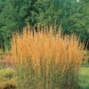 Bio Reitgras 'Karl Foerster', Topf 5 Liter -Lechij Verkaufe 0320300432 Calamagrostis acutiflora Karl Foerster KB 5ltr 75702