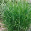 Bio Chinaschilf 'Ferner Osten', Topf 5 Liter -Lechij Verkaufe 0320300505 Miscanthus sin Ferner Osten KB 5ltr Cont 34959