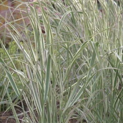 Bio Reitgras 'Overdam', Weiß-grün Gestreift, Topf 5 Liter -Lechij Verkaufe 0320300601 Calamagrostis acutiflora Overdam KB 5ltr Cont 75703