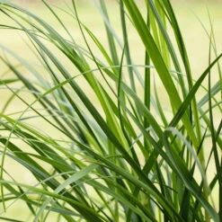 Bio Pampasgras 'Pumila', Topf 5 Liter -Lechij Verkaufe 0320300620 Cortaderia selloana Pumila 1 81617