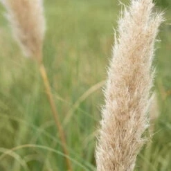 Bio Pampasgras 'Pumila', Topf 5 Liter -Lechij Verkaufe 0320300620 Cortaderia selloana Pumila 2 81618