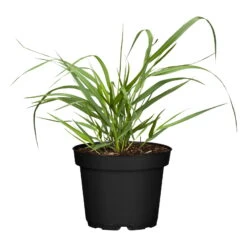 Bio Rutenhirse 'Squaw', Rosa, Topf 5 Liter -Lechij Verkaufe 0320300723 Panicum virgatum Squaw1 78154