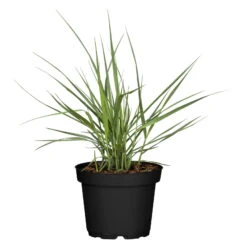 Bio Rutenhirse 'Prairie Sky', Topf 5 Liter -Lechij Verkaufe 0320300824 Panicum virgatum Prairie Sky KB 5Ltr Cont 78149