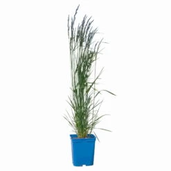 Bio Reitgras 'Karl Foerster', Topf 5 Liter -Lechij Verkaufe 0321600001 Calamagrostis acut Karl Foerster 2 114069