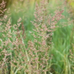 Bio Reitgras 'Overdam', Weiß-grün Gestreift, Topf 5 Liter -Lechij Verkaufe 0321600002 Calamagrostis acut Overdam 2 125726