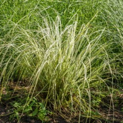 Bio Reitgras 'Overdam', Weiß-grün Gestreift, Topf 5 Liter -Lechij Verkaufe 0321600002 Calamagrostis acut Overdam 3 125725