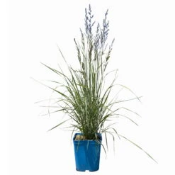 Bio Reitgras 'Overdam', Weiß-grün Gestreift, Topf 5 Liter -Lechij Verkaufe 0321600002 Calamagrostis acut Overdam 1 114070