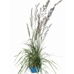 Bio Reitgras 'Overdam', Weiß-grün Gestreift, Topf 5 Liter -Lechij Verkaufe 0321600002 Calamagrostis acut Overdam 4 114071