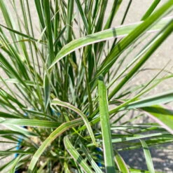 Bio Reitgras 'Karl Foerster', Topf 5 Liter -Lechij Verkaufe 0321600002 Calamagrostis acut Overdam 6 113977