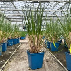 Neue Veröffentlichungen -Lechij Verkaufe 0321600004 cordateria sellonan evita 3 123882