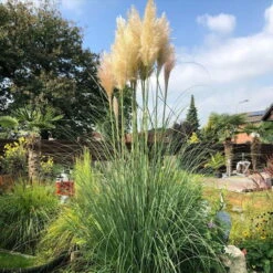 Bio Pampasgras 'Pumila', Topf 5 Liter -Lechij Verkaufe 0321600005 pampasgras test 124761
