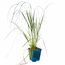 Bio Pampasgras 'Pumila', Topf 5 Liter -Lechij Verkaufe 0321600005 Cortaderia selloana Pumila 5L 3 112425
