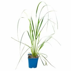 Bio Pampasgras 'Pumila', Topf 5 Liter -Lechij Verkaufe 0321600005 Cortaderia selloana Pumila 5L 5 112426