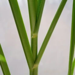 Bio Pampasgras 'Pumila', Topf 5 Liter -Lechij Verkaufe 0321600005 Cortaderia selloana Pumila 5L 6 112494