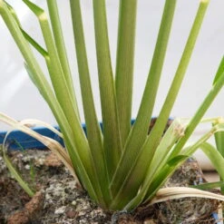 Bio Pampasgras 'Pumila', Topf 5 Liter -Lechij Verkaufe 0321600005 Cortaderia selloana Pumila 5L 8 112493